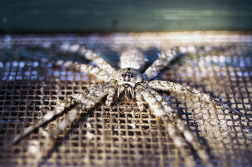 Wood Spider