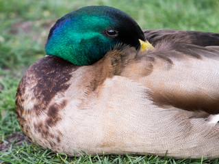 Resting duck