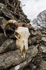 Sheep Skull