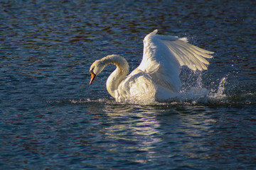Fototapeta premium swan