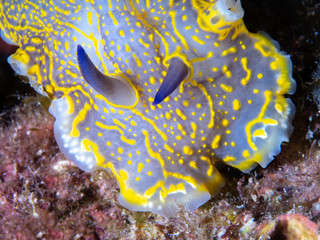 Nudibrach, Felimera Picta