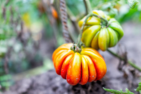 Macro Closeup Large Ripe Orange Red Unripe Heirloom Colorful Tomato Hanging Growing On Plant Vine In Garden Leaves