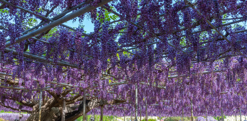 Close-up beautiful full blooming Purple Giant Double flowered Wisteria blossom trellis. The Great Wisteria Festival in Ashikaga Flower Park, Tochigi prefecture, Famous travel destination in Japan
