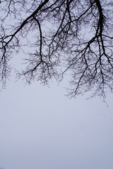 silhiuette of branches