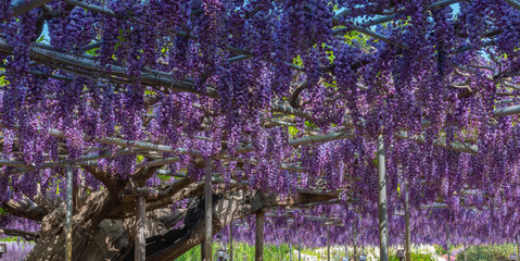 Close-up beautiful full blooming Purple Giant Double flowered Wisteria blossom trellis. The Great Wisteria Festival in Ashikaga Flower Park, Tochigi prefecture, Famous travel destination in Japan