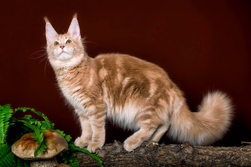 Pretty maine coon cat sitting on brown background