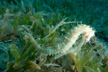 Sea ​​horse in the Red Sea Colorful and beautiful, Eilat Israel