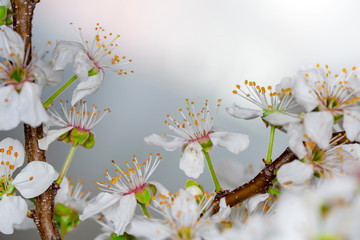 Beautiful floral spring abstract background of nature.