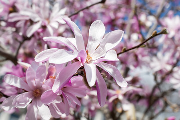 Beautiful pink magnolia flowers on a bright blue sky background. Blossoming of magnolia tree on a sunny spring day.
