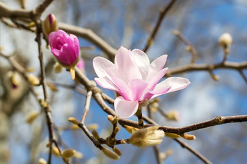 Beautiful pink magnolia flowers on a bright blue sky background. Blossoming of magnolia tree on a sunny spring day.