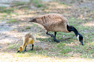 Family goose mother with baby gosling bird chick on lawn grass eating grazing grass plants cute...