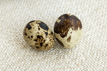 Two spotted quail eggs close-up. Raw quail eggs on a beige textile background. Organic farmer food...