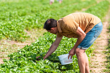 Young man picking strawberries bending over reaching down in green field rows farm carrying basket...