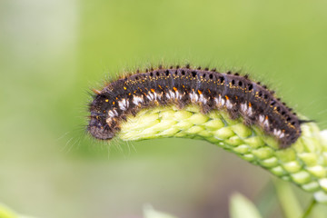 unique hairy black caterpillar with yellow spots close-up portrait sitting on blade of grass on green background on bright summer sunny day. soft focus and copy space