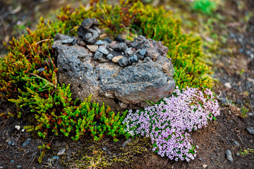 Fototapeta na wymiar Pink or purple cluster of many moss campion flowers in Iceland with blooming colorful petals and nobody growing on rock stone moss