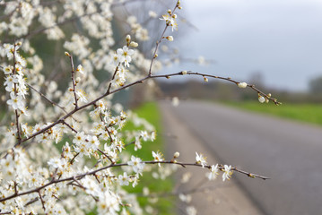 Close up, selected focus of blooming white cherry blossom tree beside the road on countryside..
