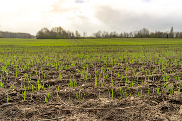 Selected focus, Outdoor scenery of young green wheat plant growing on farm field, and background of cloudy sky, in Meerbusch, countryside rural area in Germany.