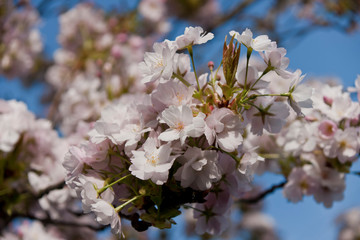 Spring Blossom