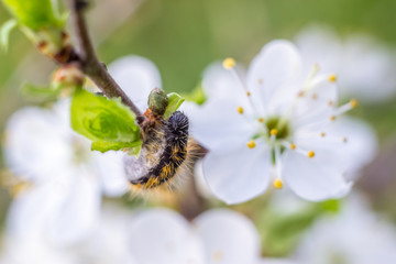 unique hairy caterpillar closeup portrait of beautiful setting of white fresh flowers of bush on green background in spring sunny day. soft focus and copy space