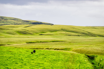 Fototapeta na wymiar Icelandic blakc sheep grazing on green vibrant meadow pasture field with hill mountain in Iceland summer and ridge canal
