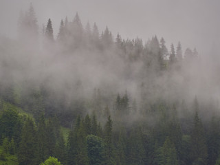 Foggy morning summer landscape with fir trees