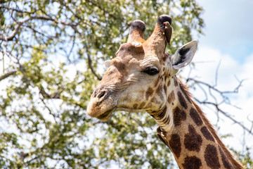 giraffe in National park Africa