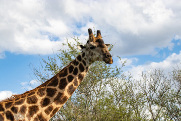 giraffe in National park Africa