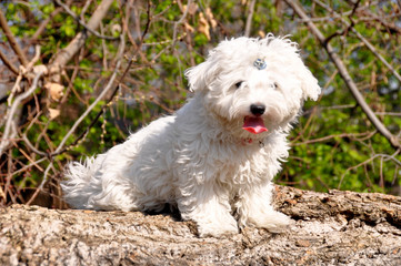 Naklejka na ściany i meble Maltese puppy dog ​​on a wooden beam