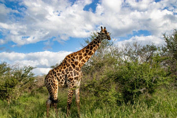 giraffe in National park Africa