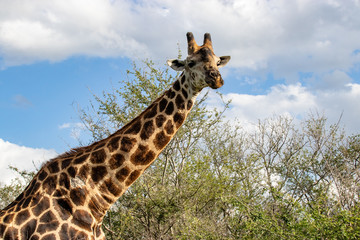 giraffe in National park Africa