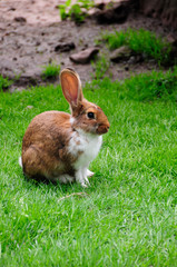 Hase