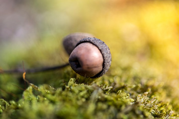 Beautiful green moss in the sunlight, moss closeup, macro. Moss grows on the tree, beautiful background of moss. place for text. Leaf on Moss