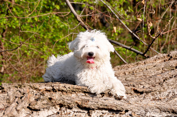 Maltese puppy dog ​​on a wooden beam