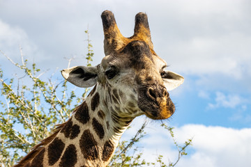 giraffe in National park Africa