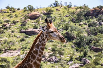 giraffe in National park Africa