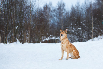 Stray dog that lives on the street. Mongrel in the snow