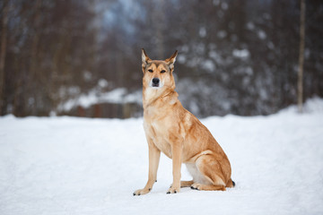 Fototapeta na wymiar Stray dog that lives on the street. Mongrel in the snow