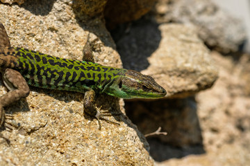Naklejka na ściany i meble Green skin wild lizard posing on a rock over blurred background close up shot