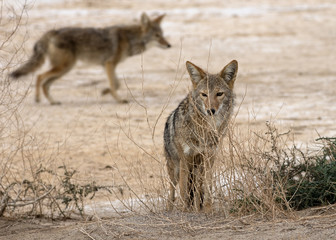 Image showing two coyotes in Death Valley National Park.