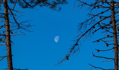 Moon in day time above the forest trees.