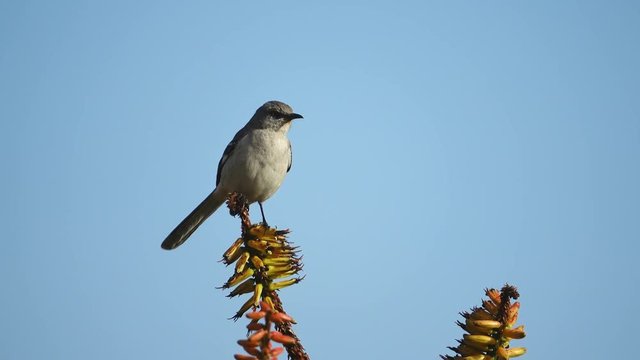 Northern Mockingbird sitting in a bloom aloe