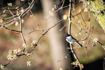 Black-capped chickadee single bird perched on tree branch in sunny colorful spring in Virginia, cherry blossom flowers above high angle view