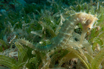 Sea ​​horse in the Red Sea Colorful and beautiful, Eilat Israel