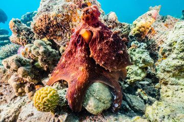 Octopus king of camouflage in the Red Sea, eilat israel 