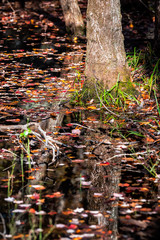 Great Falls tree reflection vertical view in swamp pond during autumn in Maryland colorful red leaves fallen foliage floating on surface on Billy Goat Trail