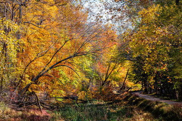 Great Falls yellow orange autumn tree view in dry canal lake river during autumn in Maryland colorful foliage by Billy Goat Trail