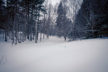 Winter scene in a forest