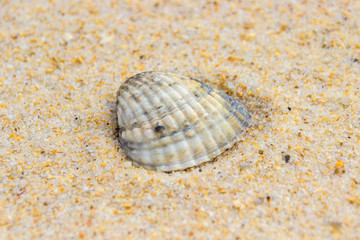 Beach of Tavira Island in Algarve (Portugal)