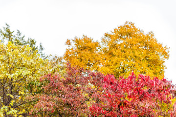 Virginia yellow orange red autumn trees view in Fairfax County colorful foliage in northern VA with sourwood tree