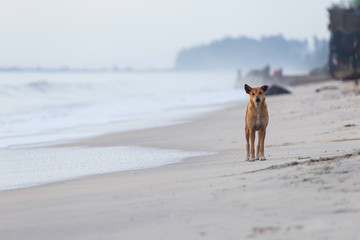 A dog is standing at a beach with strong waves.